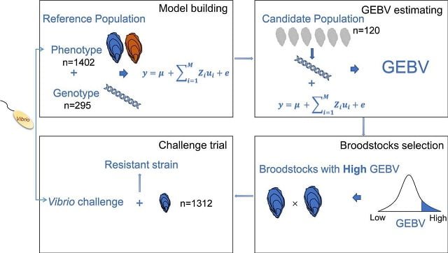 Uso de la genómica para criar ostras del Pacífico resistentes a enfermedades 1 Diagrama de flujo para la implementación de la selección genómica para resistencia a Vibrio en la ostra del Pacífico, Crassostrea gigas. Fuente: Yang et al., (2024). Aquaculture