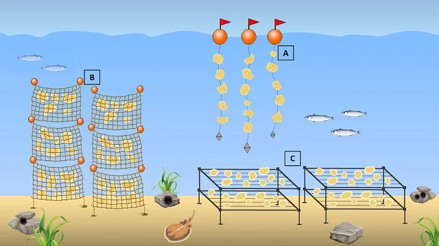 Métodos de acuicultura: (A) cultivo de esponjas en hilos/cuerdas suspendidas; (B) cultivo en bolsas verticales de malla suave; (C) cultivo en cuadrículas horizontales. Fuente: Amato et al., (2024); Frontiers in Marine Science.