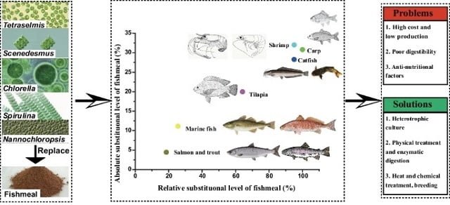 ¿Pueden las microalgas reemplazar a la harina de pescado en la acuicultura? 1 Uso de las microalgas en los piensos acuícolas. Fuente: Gao, et al. (2024); Environ Sci Pollut Res.