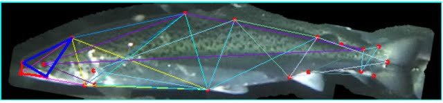 Inteligencia Artificial para detectar las deformidades del salmón 1 Los investigadores formaron 15 triángulos únicos en los salmones. Fuente: Assefa and Ali (2023).