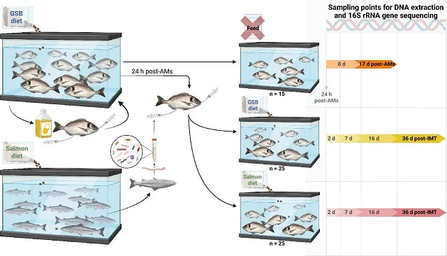 transplante-microbioma-salmon-dorada