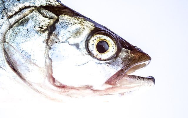 Proyecto WaSeaBi aborda la valorización de los residuos del procesamiento de los productos del mar 1 cabeza de pescado