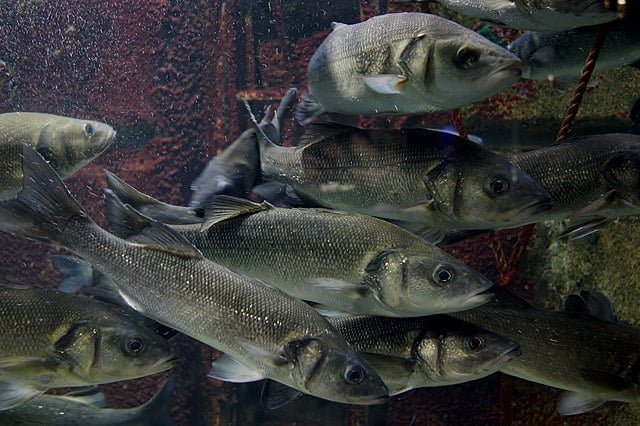 Suplementos alimenticios para reducir el estrés por frío en la lubina europea 1 "Lubina europea" Dicentrarchus labrax. Fuente: NasserHalaweh