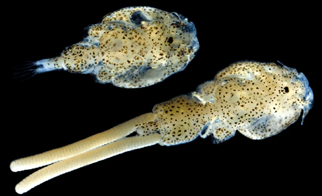 Piojo de mar (Caligus rogercresseyi). Fuente: INCAR