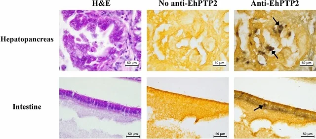 EhPTP2 detectado en el hepatopáncreas y el intestino de los camarones mediante inmunohistoquímica. Source: Yuanlae et al., (2024); Sci Rep.