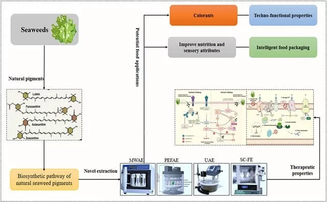 Algas marinas: métodos de extracción sostenibles de pigmentos naturales Resumen gráfico del estudio. Fuente: Manzoor et al., (2024); Journal of Agriculture and Food Research.