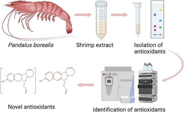 Proceso de extracción de antioxidantes de la concha del camarón. Fuente: Onodenalore et al., (2024); Food Prod Process and Nutr 6, 29.