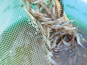 Protect your shrimp: probiotics versus disinfectants for disease prevention 1 image 13