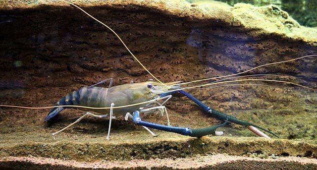 The appropriate amount of calcium stimulates the molting of the giant freshwater prawn 1 Giant Malaysian prawn Macrobrachium rosenbergii. Source: © Citron
