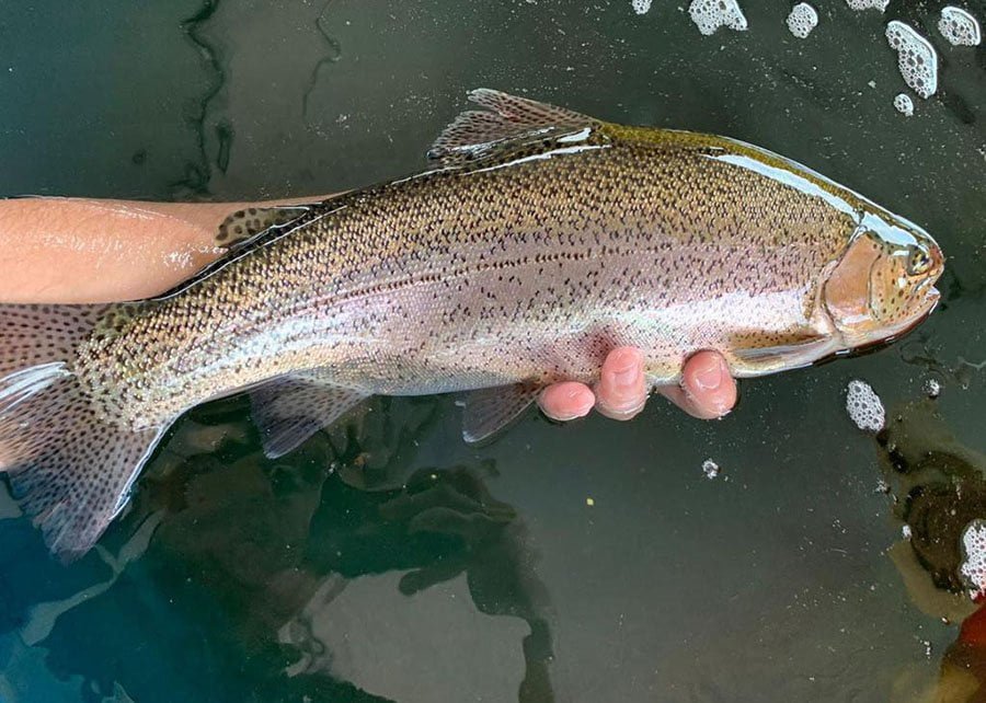 Scientists study 3 insect flours as a protein source for rainbow trout 1 Rainbow trout. Source: Embrapa