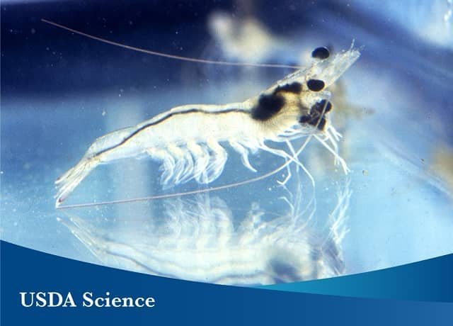 Boosting shrimp growth with the enzyme phytase 1 Pacific White Shrimp. Source: ARS-USDA.