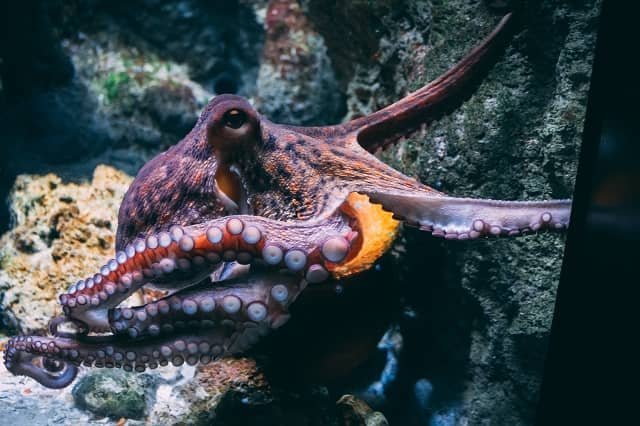 Octopus farming, Feeding, and Reproduction 1 Octopus farming. Source: Diane Picchiottino en Unsplash