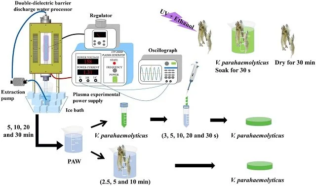 A schematic diagram of plasma double-dielectric barrier discharge and the experimental arrangement, including plasma-activated water (PAW) generation, PAW treatment of V. parahaemolyticus, Litopenaeus vannamei inoculation with V. parahaemolyticus and PAW treatment of inoculated Litopenaeus vannamei. Source: Zhang et al., (2024); Frontiers in Nutrition.