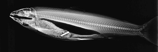 X-ray technique for measuring feed efficiency in Atlantic salmon 1 X-ray image of an Atlantic salmon parr with radio-opaque beads inside the digestive tract (white spots) and the passive integrated transponder tag for individual identification. Source: Difford et al., (2024); Aquaculture, 586, 740738.