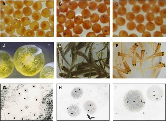 New technique for producing superior clones of rainbow trout 1 Different rainbow trout (Oncorhynchus mykiss) phenotypes observed in fertilized eggs with 15 days post fertilization. Source: Tabata et al., (2024); Aquaculture Reports.