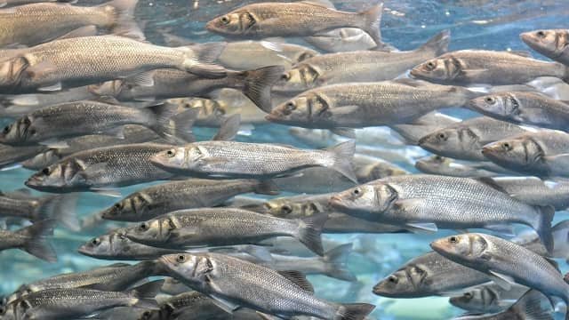 Polyculture of European seabass and tilapia in brackish water RAS 1 European seabass. Source: CSIC