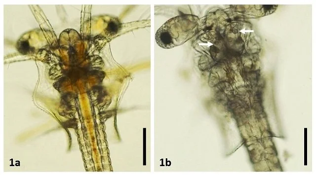 Fresh mount of zoea 2 larvae. a) A healthy larva with a normal digestive tract. b) An affected larva, note the lack of food contents and the presence of “bolitas” (arrows). Source: Intriago et al., (2024).