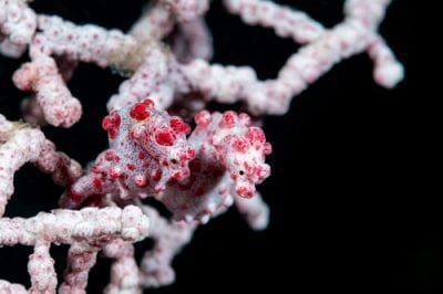 Citizen scientists help uncover the secrets of seahorses with iSeahorse 1 Pygmy Seahorse (Hippocampus bargibanti) © Francois Libert, some rights reserved (CC BY-NC)