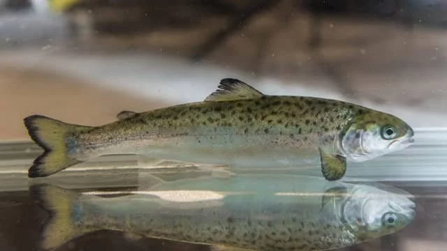 Rethinking smoltification: Are traditional methods optimal for salmon? 1 salmon. Source: Nofima