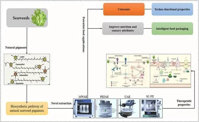 Graphic Summary of the Study. Source: Manzoor et al., (2024); Journal of Agriculture and Food Research.