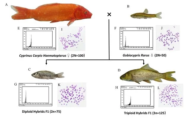 Generation of diploid and triploid hybrids by crossing female koc with male gr. Credit: Wang, M., et al., (2024); Reproduction and Breeding, 4(1), 46-54. 
