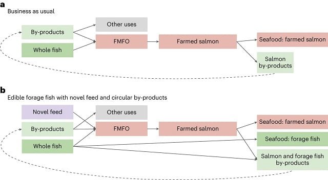 Pescado silvestre usado en alimentación del salmón de piscifactoría también debería ser parte de nuestra dieta 1 Descripción general conceptual del uso de pescado entero y subproductos en la producción de salmón de piscifactoría. Fuente: Willer et al., (2024); Nat Food.