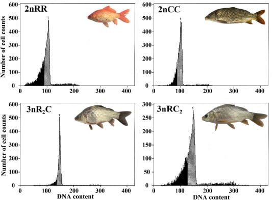 Apariencia y nivel de ploidía entre 2nRR, 2nCC, 3nR2C y 3nRC2. Fuente: Zhang et al., (2024); Reproduction and Breeding, 4(2), 55-60.