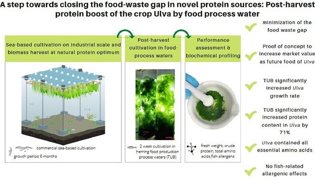 Aprovechamiento del efluente del procesamiento pesquero para el cultivo de lechuga de mar. Fuente: Steinhagen et al., (2024); Future Foods, 9, 100347.