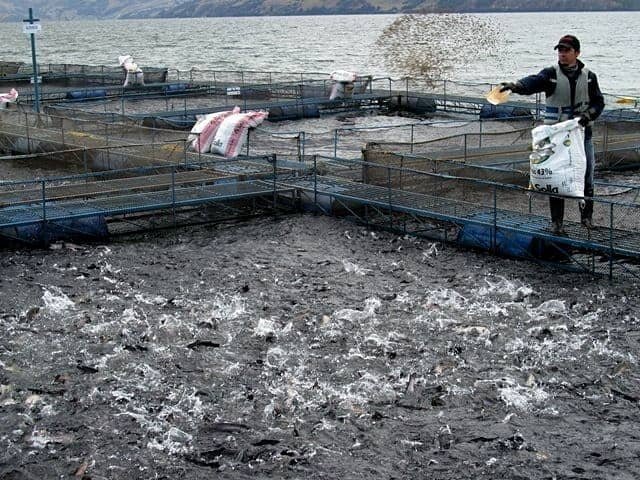 Palmatine increases the immune response of tilapia 1 The tilapia farming cage. Source: ICA