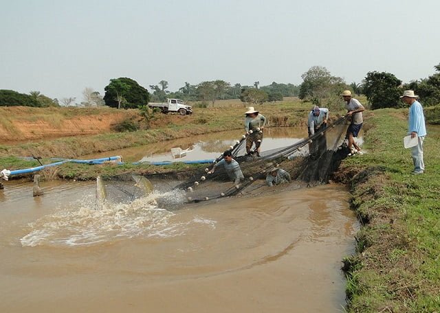 Prueba genómica ArapaimaPLUS mejora la cría de pirarucú 2 Monitoreo de Arapaimas. Foto: Simone Yokoyama Oliveira.