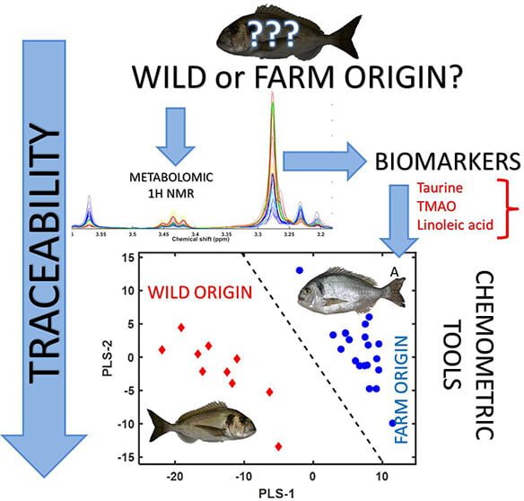 Biomarcadores metabólicos y lipídicos para distinguir entre la dorada salvaje y escapados de las granjas 1 Resumen gráfico de la investigación. Fuente: Badaoui, et al., (2024); ACS Food Science & Technology.