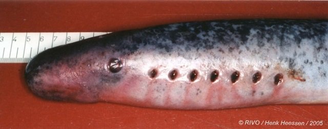 Sea lamprey (Petromyzon marinus). Source: RIVO / Henk Heessen.