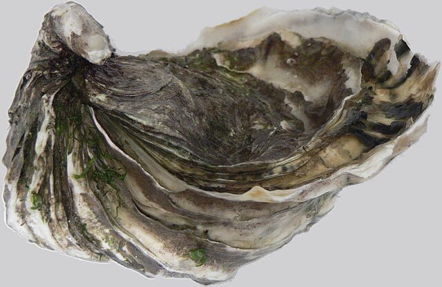 Ostra del Pacífico Magallana (Crassostrea) gigas. Fuente: Wikimedia.