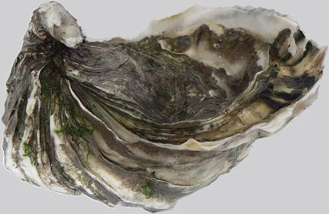 Optimización de las concentraciones de microalgas en la producción de larvas de ostras Crassostrea gigas 1 Ostra del Pacífico (Crassostrea gigas)