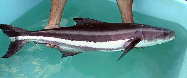 Pez cobia hembra (Rachycentron canadum). Fuente: NOAA Photo Library