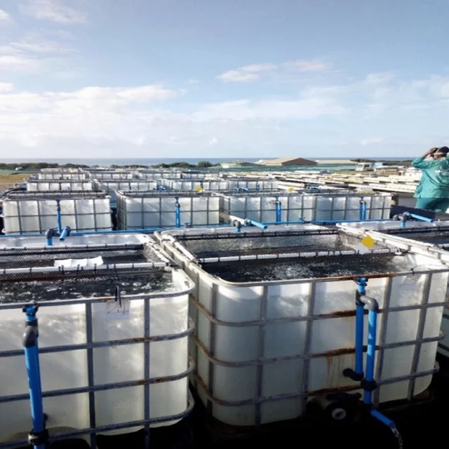 Tanques-experimentales-cultivo-abalon-pepino-de-mar