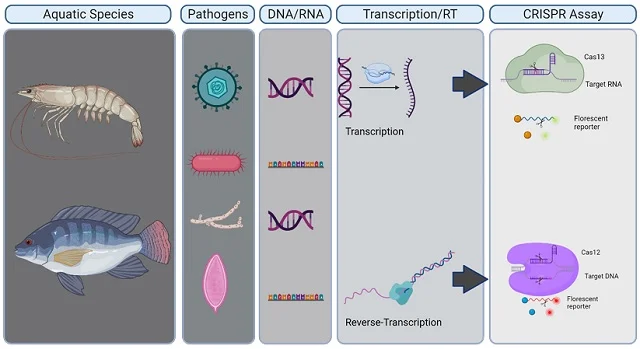 Mecanismos de trabajo de varios sistemas CRISPR-Cas usados para el diagnóstico de enfermedades. Fuente: Bohara et al., (2024); SSRN.