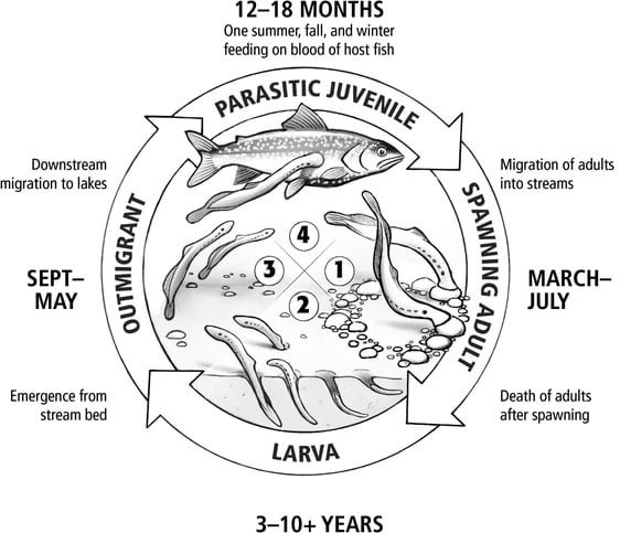 Duration and general habitat characteristics used by the life stages of the adult sea lamprey, larval, migratory, and juvenile parasitic stages in the Great Lakes in the USA (Great Lakes Fishery Commission).