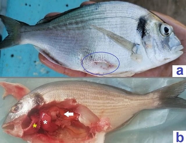 (a) Úlceras cutáneas rodeadas de hiperemia (círculo azul) en Sparus aurata infectado de forma natural. (b) Hígado congestionado con presencia de hemorragia petequial (Asterix blanco), estómago congestionado parcialmente vacío (flecha blanca) y branquias severamente congestionadas (Asterix amarillo). Fuente: Aboyadak et al., (2024); BMC Vet Res 20, 156.