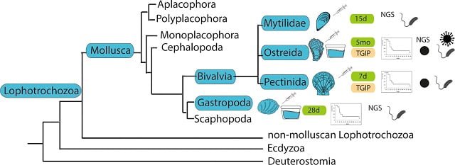 Evidencia de inmunidad entrenada en moluscos marinos. Fuente: Montagnani et al., (2024); Reviews in Aquaculture.