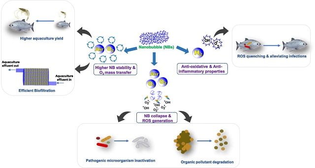 Uso de nanoburbujas en la industria de la acuacultura. Fuente: Yaparatne et al., (2024); Science of The Total Environment, 931, 172687.