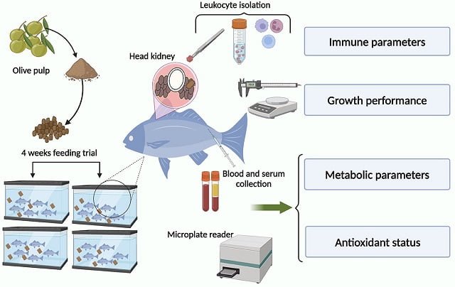The olive pulp is a sustainable dietary supplement for gilthead bream Screenshot