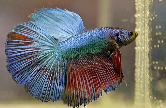 Betta Fish (Siamese Fighting Fish): Complete care guide for aquarium, eeding, breeding, and common illnesses 1 Male Betta Fish. Source: Ivabalk.