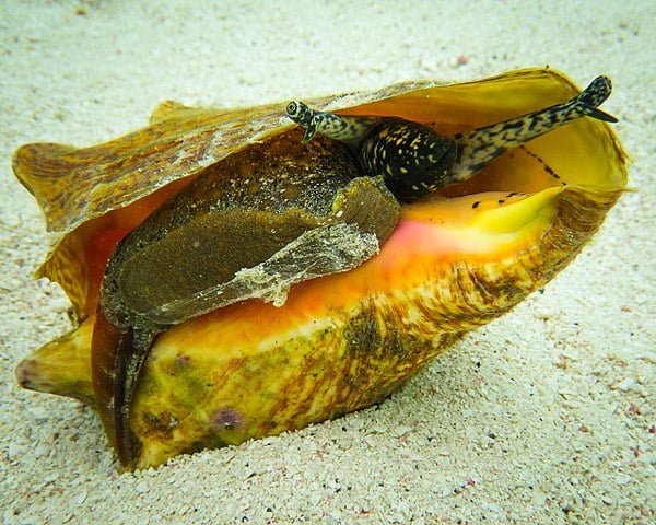'eConch' program gives you the opportunity to train in queen conch farming 1 Queen conch (Aliger gigas, synonymy Lobatus gigas). Source: Daniel Neal