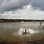 Estanques camaroneros con aireadores.