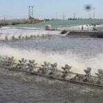 Estanque camaronero.