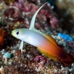 Fire Goby o Pez dardo de fuego (Nemateleotris magnifica). Buceo de exploración alrededor de la isla de Rao al oeste de Morotai en Indonesia, junio de 2018. Fuente: Rickard Zerpe