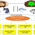 El jengibre mejora los parámetros inmunológicos de los peces. Fuente: Ahmad et al., (2024); Journal of the World Aquaculture Society, e13101.