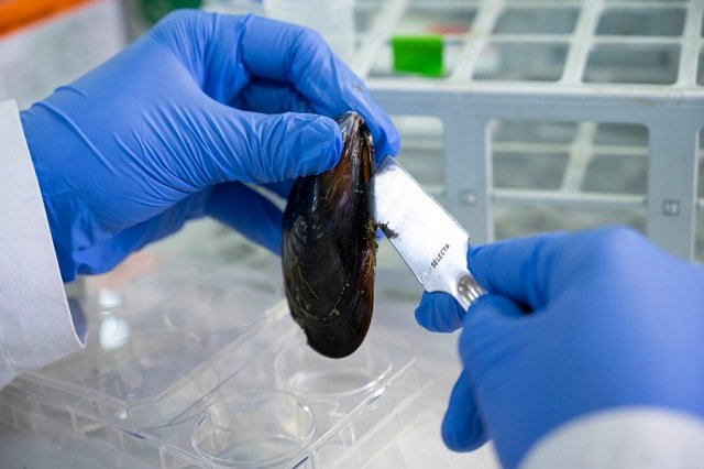 El IIM-CSIC descubre el mayor repertorio genético de receptores inmunes del reino animal en bivalvos 1 Científicos del Instituto de Investigaciones Marinas (IIM) descubren una expansión masiva de genes de receptores inmunes TLR (Toll-like receptors) en mejillones y otras especies de bivalvos.