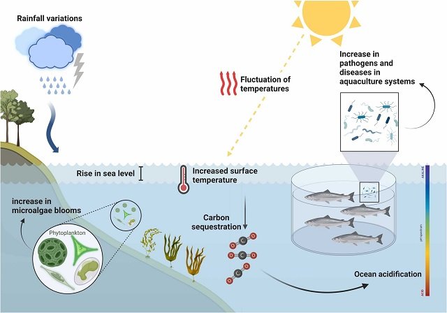 Cambio climático y acuicultura: el impacto del estrés térmico en los peces 1 Principales consecuencias del calentamiento global sobre el medio ambiente y la piscicultura marina. Fuente: Sáez-Arteaga et al., (2024); Aquaculture Reports, 39, 102448.